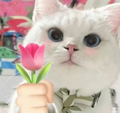 NG������(�Ϲ�)�ٷ���վ-�ֻ���app����